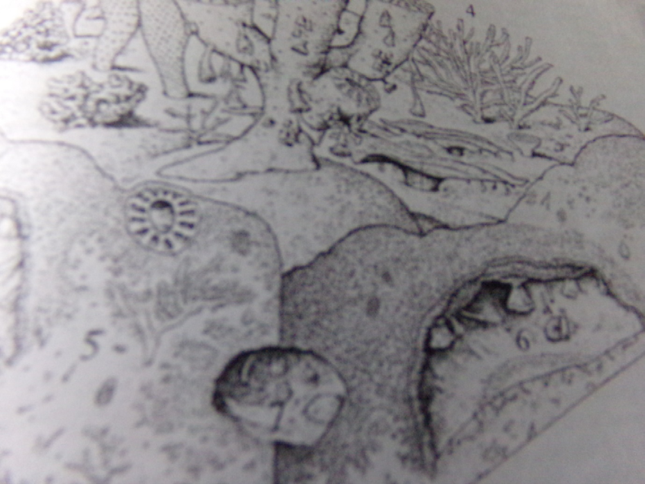 Figure 4: Scheme of beginning of coral reef where can to see differents species.