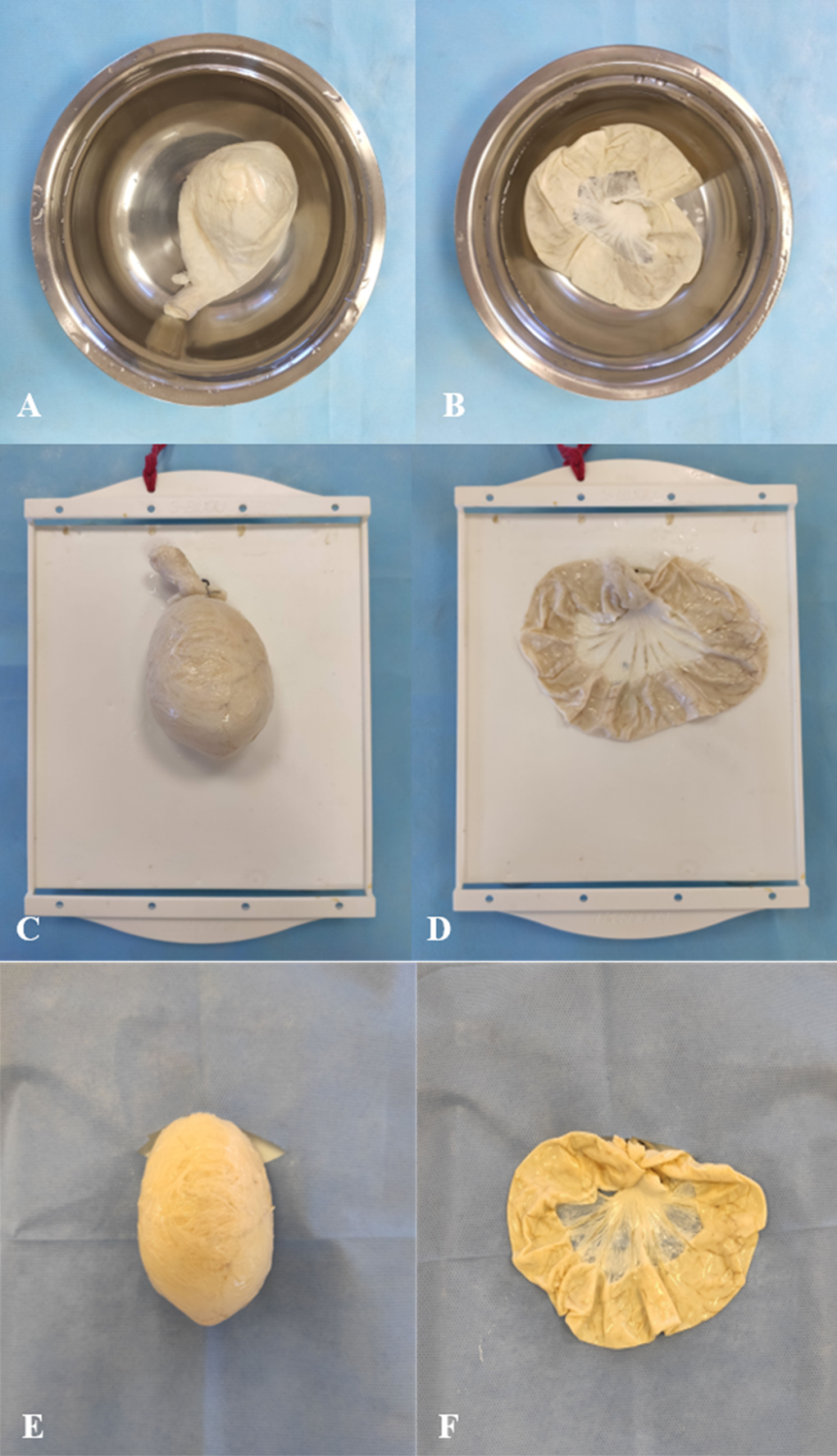 Figure 2: Urinary bladder and jejunum segment being prepared for use. The vacuum-packed samples were removed from packaging, placed in a container with potable water for rehydration for 20 minutes (2A and 2B), accommodated on a surgical model (2C and 2D), and covered with unsterilized surgical drapes (2E and 2F).