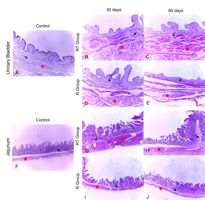 Figure 4: Histological photomicrographs of the analyzed viscera. (A) Urinary bladder and (F) jejunum control samples; Room Temperature urinary bladder experimental group after 30 (B) and 60 (C) days of storage; Refrigerated urinary bladder experimental group after 30 (D) and (E) 60 days of storage; Room Temperature jejunum experimental group after 30 (G) and (H) 60 days of storage; Refrigerated Temperature jejunum experimental group after 30 (I) and (J) 60 days of storage. Note that the cell layers (muscular – red stars and submucosa – black arrows) of the urinary bladder and intestine were preserved after conditioning for 30 and 60 days in both groups when compared to the control group.