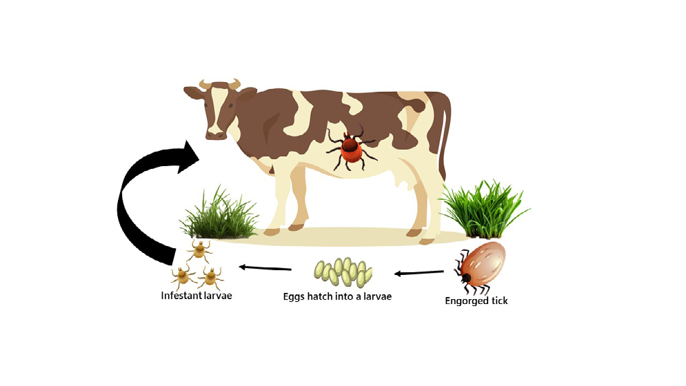 Figure 2: R. microplus lifecycle.