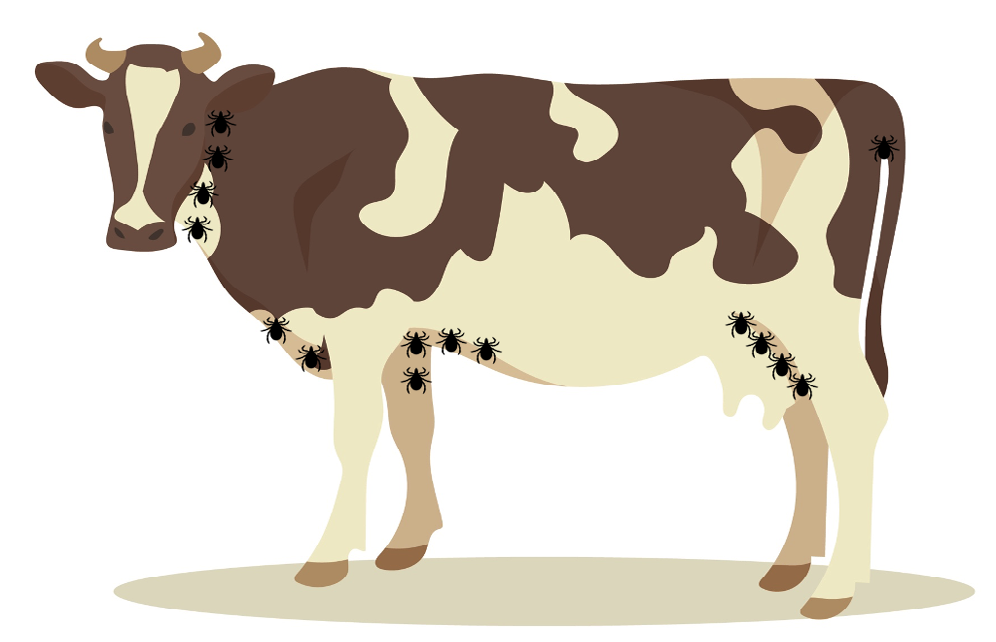 Figure 3: Attachment sites of R. microplus and A. mixtum tick in cattle.