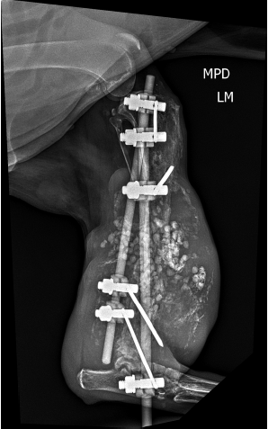 Figure 1: Lateral X-ray right tibia. Presence of two vertical fixators and five horizontal pins, 3 in the proximal portion and 2 in the distal portion of the right tibia. Presence of osteolysis and lack of definition of the cortical bone of middle and distal third of right tibia and fibula compatible with an aggressive bone lesion (bone neoplasia/osteomyelitis). Increased dimensions of adjacent soft tissues associated with several delimited radiopaque images measuring approximately 0.51 cm in diameter each adjacent to the topography of the right tibia and fibula, suggesting polymethyl methacrylate bone cement.