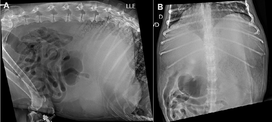 Figure 3: Abdominal X-ray. A. Left laterolateral projection. B. Ventrodorsal projection.