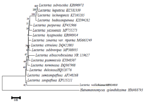 Figure 1: The tree is drawn to scale, with branch lengths in the same units as those of the evolutionary distances used to infer the phylogenetic tree. The evolutionary distances were computed using the Kimura 2-parameter method (Kimura 1980) and are in the units of the number of base substitutions per site.