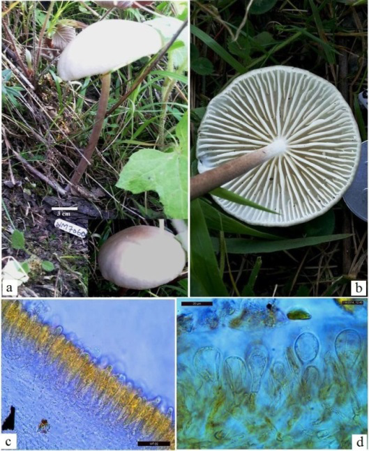Figure 5: Xerula magnispora sp. nov. a. Carpophore solitary, convex with subumbonate cap. b. Underview of cap bearing distant lamellae, sinuous to incurved tips and the violet brown furfuraceous stipe with white apex. c. C.S through hymenophore with basidia and pleurocystidia. d. C.S. through gelatinized pileus cuticle consisting clavate to sphaeropedunculate, thick walled, often pedicellate pilocystidia.