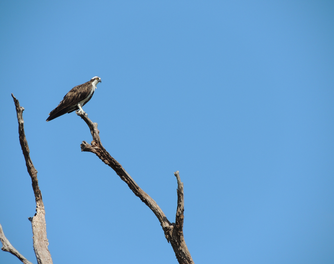 Figure 2: Pandion haliaetus, a seasonal visitor from the northern hemisphere, recorded in the Guaporé River, Vila Bela da Santíssima Trindade - Mato Grosso, Brazil. Photo by B. W. Zago.