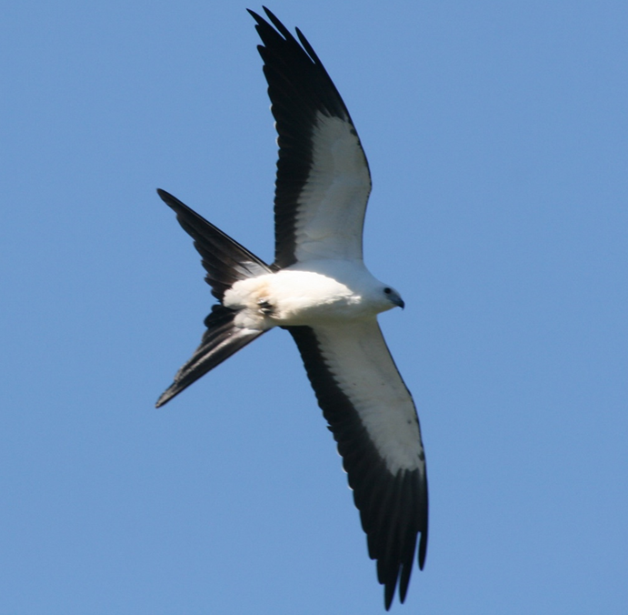 Figure 3: Elanoidesforficatus, a seasonal visitor from the northern hemisphere, recorded in the Guaporé River, Vila Bela da Santíssima Trindade - Mato Grosso, Brazil. Photo by J. R. S. Nunes.