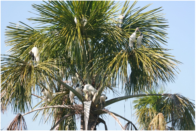 Figure 4: Nesting area of Mycteria americana in an area dominated by buriti (Mauritia flexuosa) on the banks of the Guaporé River, Vila Bela da Santíssima Trindade - Mato Grosso, Brazil. Photo by B. W. Zago.