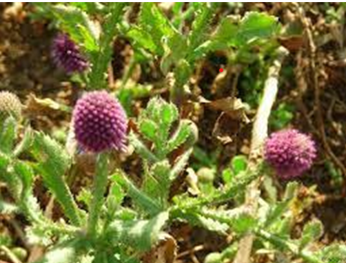 Figure 1: _Sphaeranthus indicus Linn_.