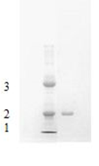 Figure 1: SDS-PAAG electrophoresis of the purified nuclease (line 2) and the mixture of molecular markers (line 1) containing cytochrome C (1, Mw 12 327), carbonic anhydrase (2, Mw 29 000) and bovine serum albumin (3, Mw 66 000).
