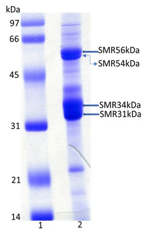 Figure 1: Coomassie blue-stained SDS-PAGE of isolated SMR fractions (15µg) under reducing conditions (lane 2). Lane 1 represents molecular weight standard proteins.