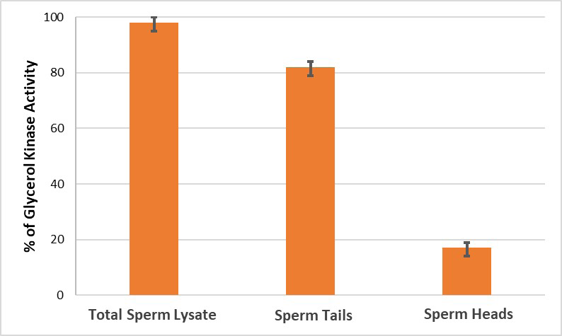 Figure 5: Biochemical assay of glycerol kinase in bovine cauda sperm tails and heads was performed. A major fraction of glycerol kinase activity was present in the tails (~86%), whereas the remainder (~14%) was present in the heads. Enzyme activity of glycerol kinase in total sperm lysate is 10.7 units per mg protein at 250C. Values represent mean ± SD of three experiments.