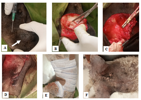 Figure 1: Surgical Excision of the Mammary Gland Tumour.