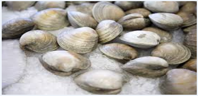 Figure 2: Shells of Thales.
