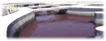 Figure 1: Contamination of wastewater ponds at 10th of Ramadan industrial city – Sharqia Governorate - Egypt with textile red dyes (with permission of Ewida, et al. [48]).