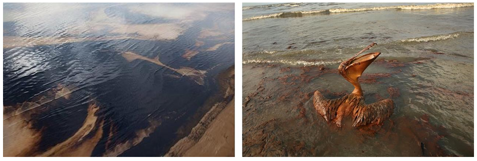 Figure 2: Environmental impacts of Gulf War Oil spill, 1991(Free social encyclopedia, photos subjected to copyright).