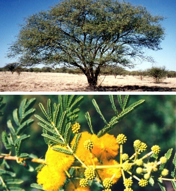 Figure 1: Graphical representation of A. nilotica (flowers- pods- seeds).