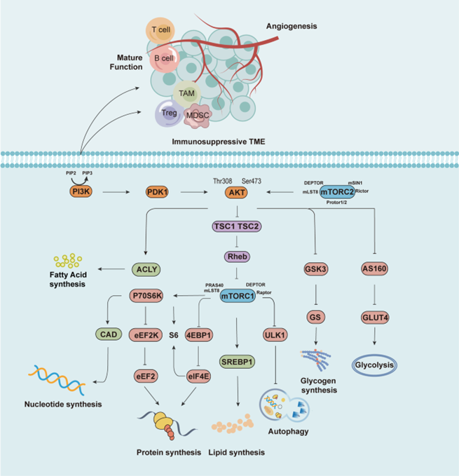 Figure 1: Upon receipt of upstream signals, the PI3K/AKT/mTOR pathway is activated by phosphorylation, acting on a series of downstream signalling molecules to promote the anabolism of fatty acids, nucleotides, proteins, lipids, glycogen, and effector functions of immune cells.