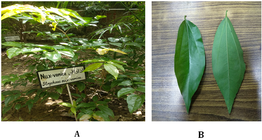 Figure 2: A: Strychnos nux-vomica L. plant; B: Strychnos nux-vomica L. Leaf (Adaxial and abaxial surface).