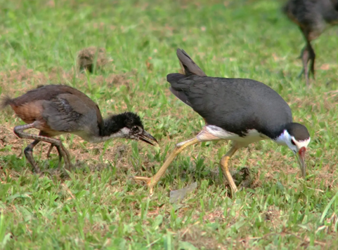 Figure 1: White-breasted waterhen with chick.