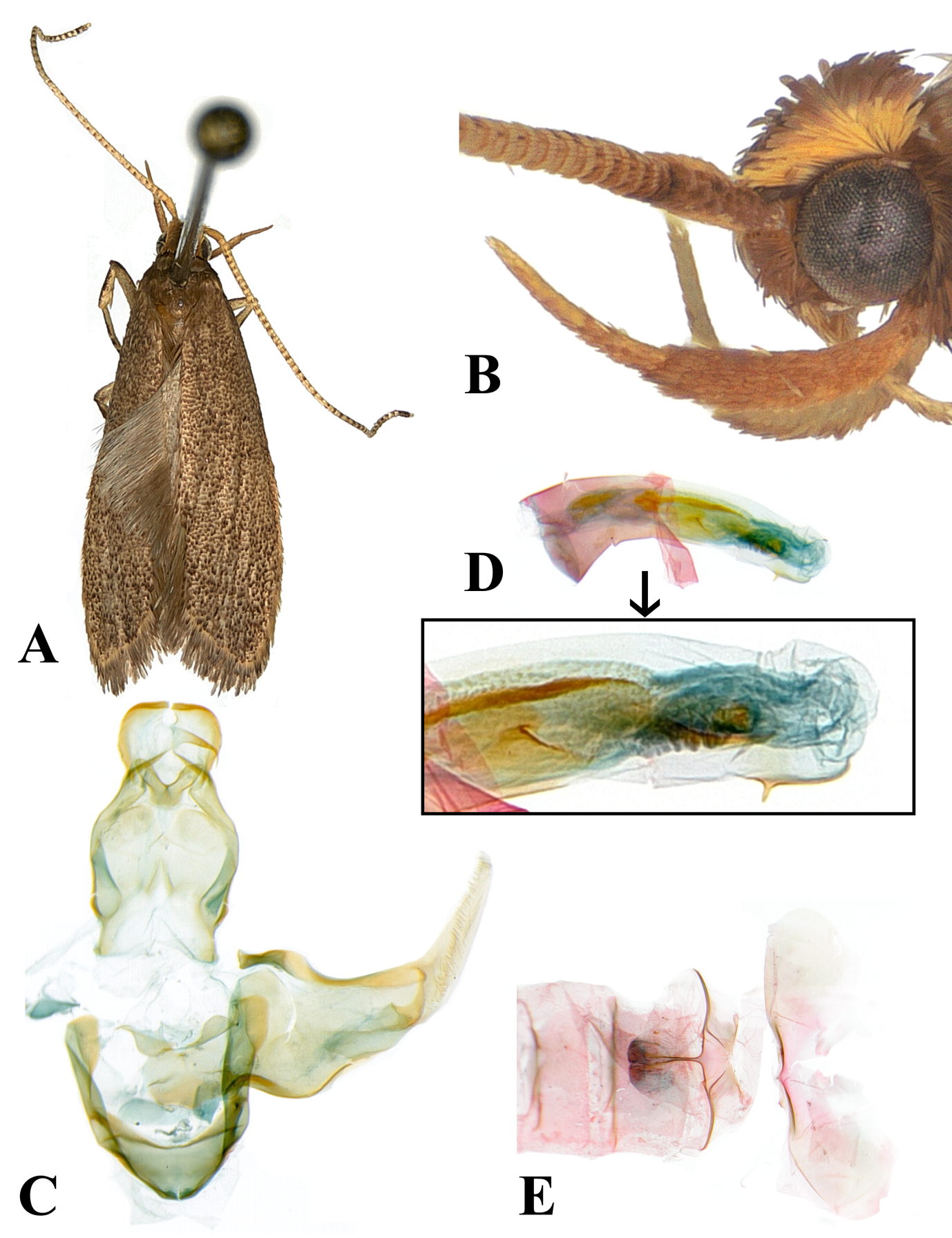 Figure 1: Lecithocera ptyona Park, sp. nov.: A, male, holotype; B, head with labial palpus; C, male genitalia, slide no. CIS-7230 (holotype); D, aedeagus; E, pregenital segments. Scale bar: 1.0 mm.