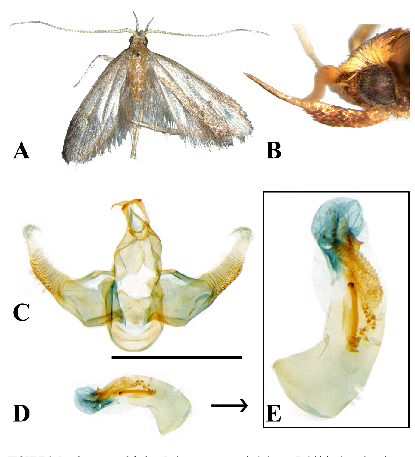 Figure 3: Lecithocera pseudideologa Park, sp. nov.: A, male, holotype: B, labial palpus; C, male genitalia, slide no. CIS-7050 (holotype); D, aedeagus; E, close-up aedeagus. Scale bar: 1.0 mm.