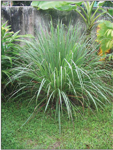 Figure 1: Lemongrass.
