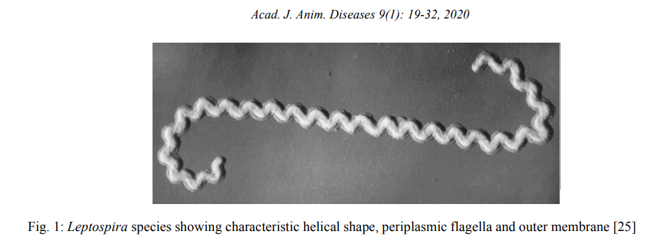 Figure 1: Leptospira species showing characteristic helical shape, periplasmic flagella and outer membrane.