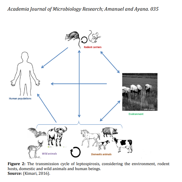 Figure 3: The transmission cycle of leptospirosis, considering the environment, rodents host, animals and human beings.