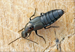 Figure 2: Philonthus Decorus