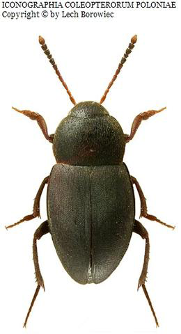 Figure 3: Catops Nigrita