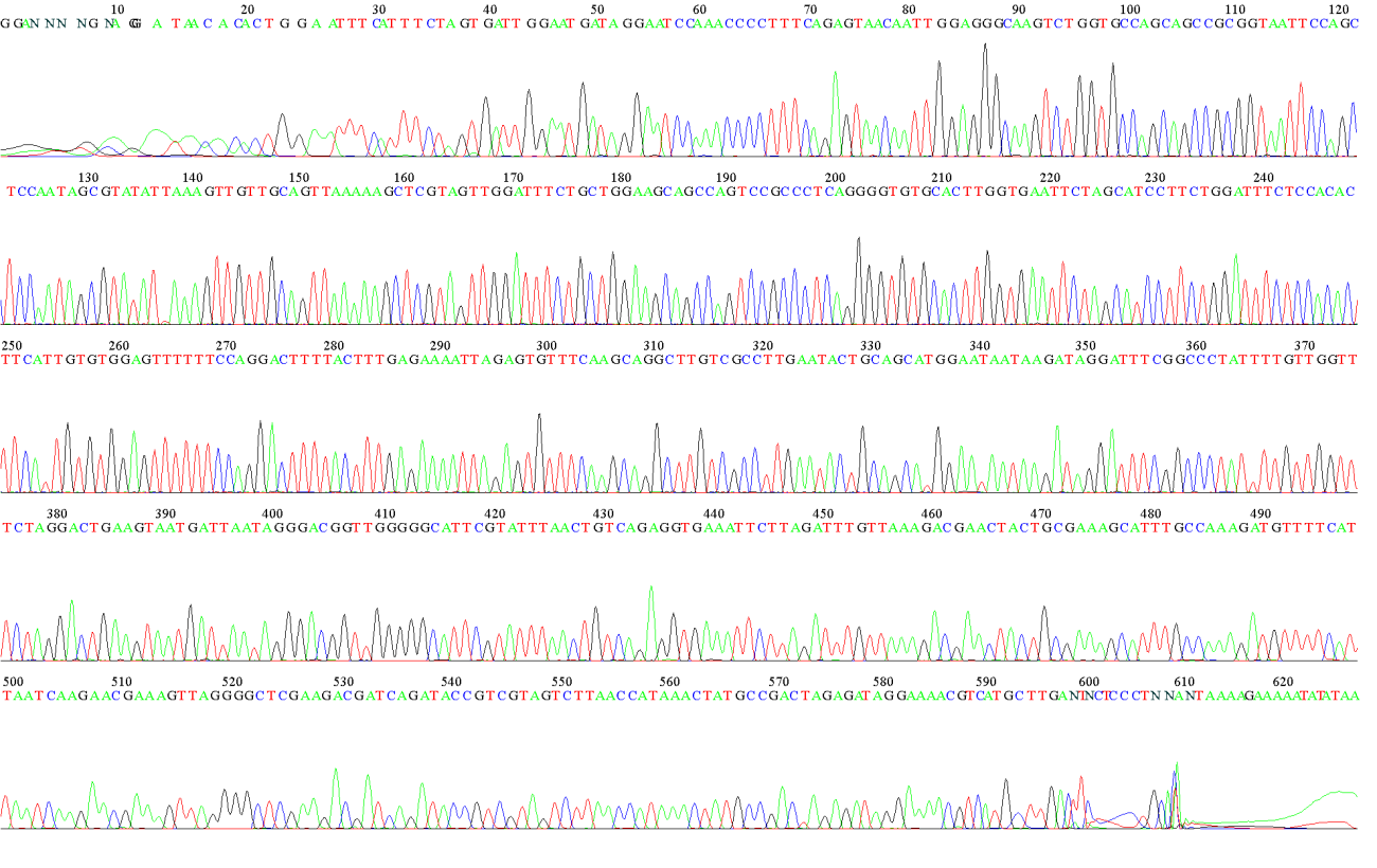 Figure 5: File: m24_F. ab1 Run Ended: 2017/3/15 6:32:24 Signal G: 4464 A: 6675 C: 8025 T: 9201 Sample: m24_F Lane: 64 Base spacing: 16. 291637 631 bases in 16116 scans Page 1 of 2. Sequence result of 18SrRNA gene of toxoplasma gondii.