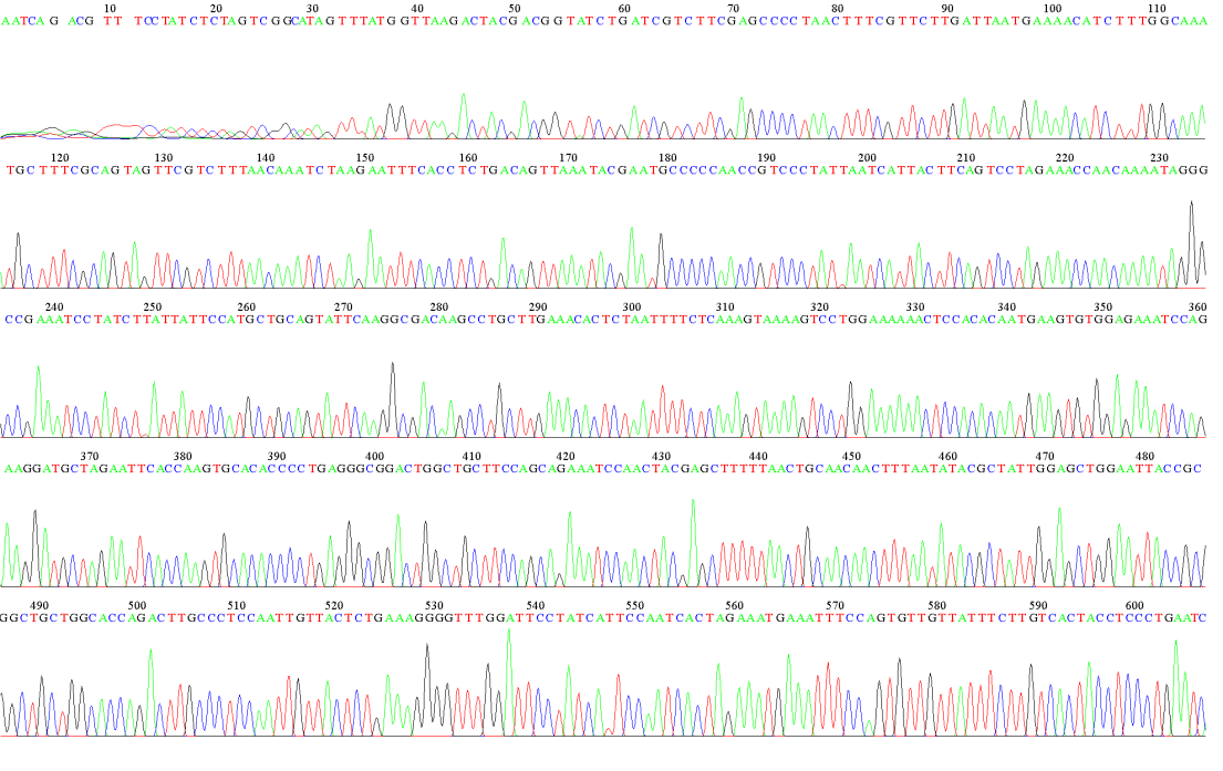 Figure 6: File: m24_R. ab1 Run Ended: 2017/3/15 6:32:24 Signal G: 4657 A: 7548 C: 11547 T: 11255 Sample: m24_R Lane: 62 Base spacing: 15.991175 684 bases in 8365 scans Page 1 of 2. Sequence result of 18SrRNA gene of toxoplasma gondii.