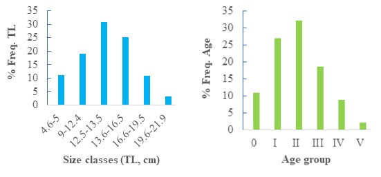 Figure 5: A. Total length frequency distribution (TL); B. Age composition for Siganus luridus in Syrian waters.