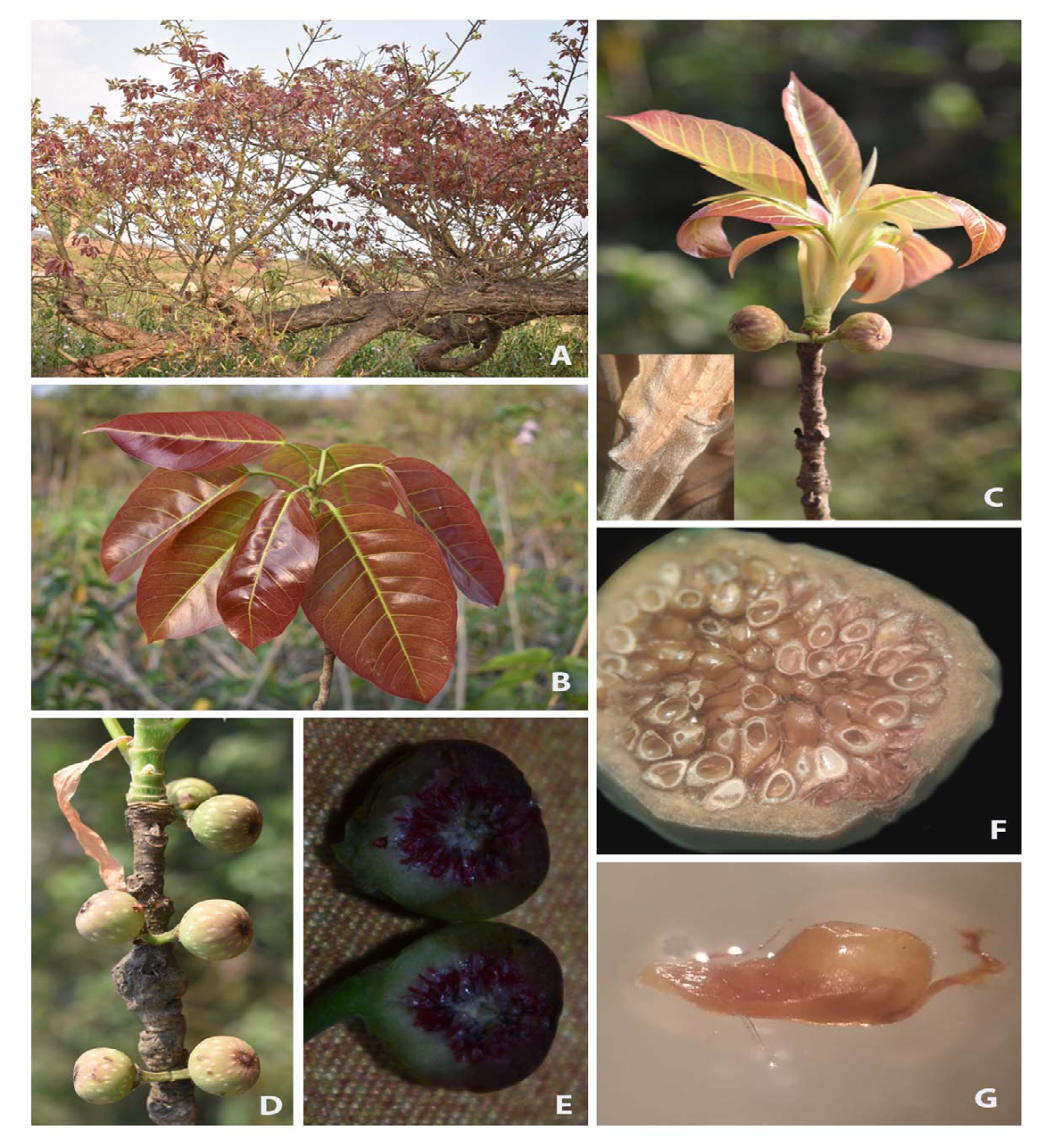 Figure 1: Ficus middletonii Chantaras.: A-Young branches; B-Young reddish leaves; C. Stipules in young shoot; D. Figs in pairs; E. Section of Fig; F. Male flowers near ostiole; G. Female flower.