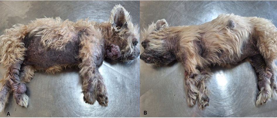 Figure 1: Clinical appearance of female dog with three great skin nodules.