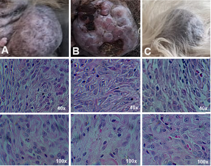 Figure 4: Histopathological analysis of the three skin nodules.