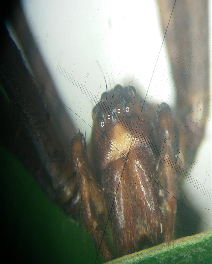 Figure 3: Dorsal and ventral views of the epigynum of Psechrus taclobo n. sp..