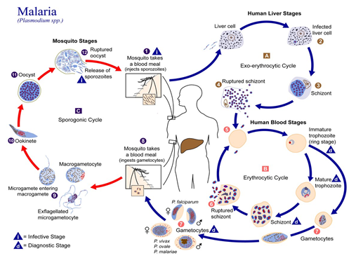 Figure 1: The life-cycle of Plasmodium parasite. This image is licensed under creative commons attribution.