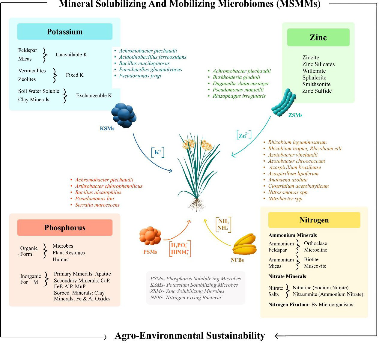 Figure 3: Schematic Illustration of Insoluble Minerals in Rhizosphere.