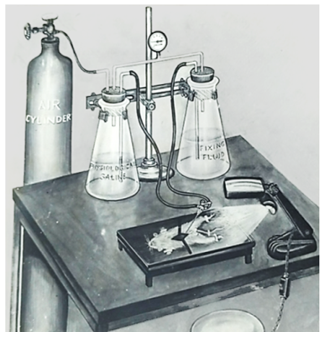 Figure 1: Immobilization Procedure.
