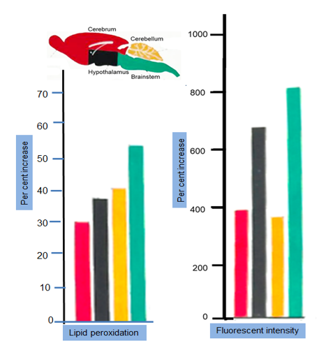 Figure 3: Per cent increases of lipid peroxidation and fluorescent pigment intensity due to 24 hours restraint stress in different parts of the brain of albino rats.