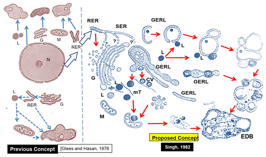 Figure 6: Transmission electron microscopic appearances of pleomorphic electrodense bodies in cerebellum [1 and 2; x22,400] and certain other brain parts such as amygdaloid complex [4; x15000] and cingulate cortex of cerebrum [3; x25000 and 5; x 49000].