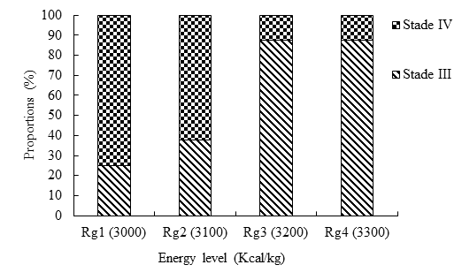 Figure 5: ** Effect of the energy level of the diet on the estradiol concentrations of the ovaries.