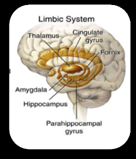Figure 1: Limbic System.