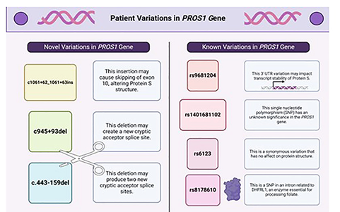 Figure 5: Summary of novel and previously known mutations from the patient’s genetic analysis with a summary of known or hypothesized impact on protein function. In the left columns, a description of novel variations in the PROS1 gene is present, while the right column describes variations in the patient that were previously known.