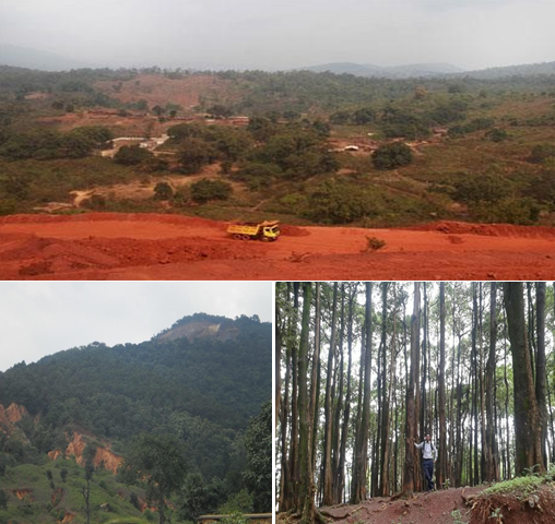 Figure 2: Forests in iron ore mining sites of Odisha.