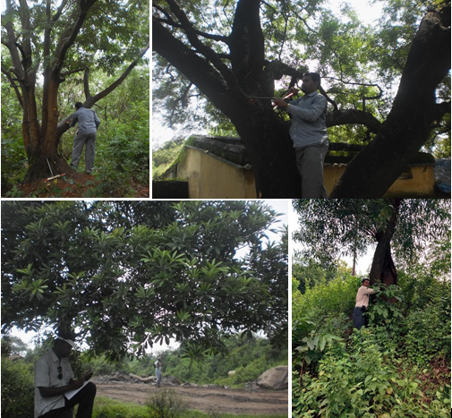 Figure 3: Collection of Wood Samples from the Outer Core of Mature Tree Trunks in the Forests of Odisha.