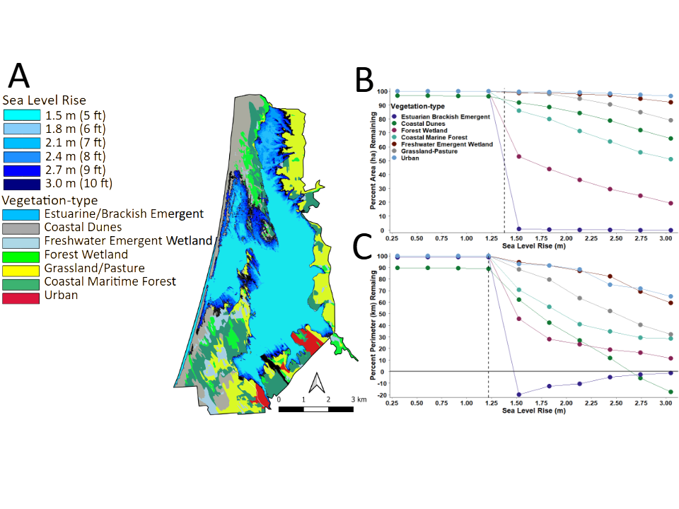 Figure 6: A) Map of the study area boundary showing the predicted levels of inundation by rising sea-level superimposed onto existing vegetation-types and the predicted B) decrease in area and C) perimeter of vegetation-types. The ~3 m rise in sea-level corresponds to that predicted by the year 2021, which assumes the forecast rate of increase in global temperature is limited to ~1.5 °C.