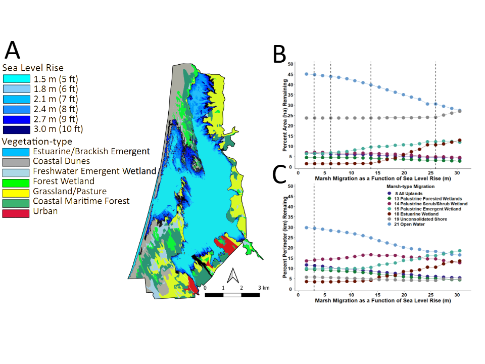 Figure 8: A) Map of the study area boundary showing the predicted distribution of inundation by rising sea-level superimposed onto the baseline Marsh-migration Model assuming zero rising sea-level. And the response of migrating marsh-types predicted by the model for B) areas and C) perimeters of modeled marsh-type habitats.